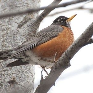 Meet your Posher, Cheri